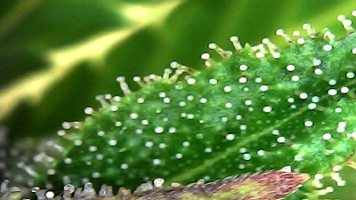 Growreport Bild 1