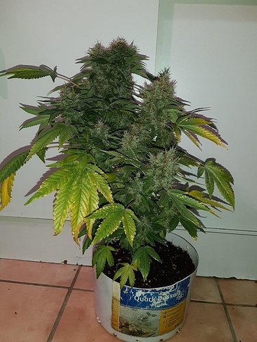 Growreport Bild 1