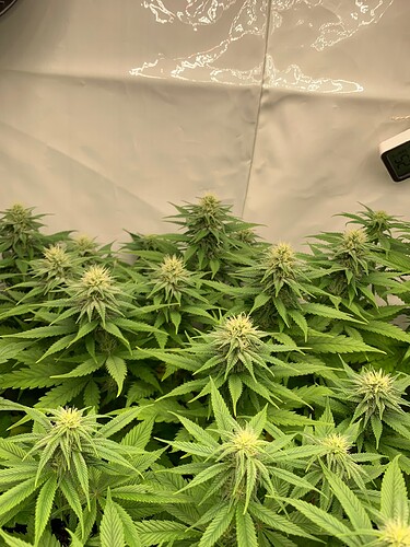 Growreport Bild 5