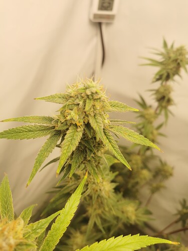 Growreport Bild 13