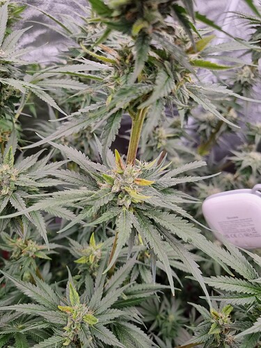 Growreport Bild 16