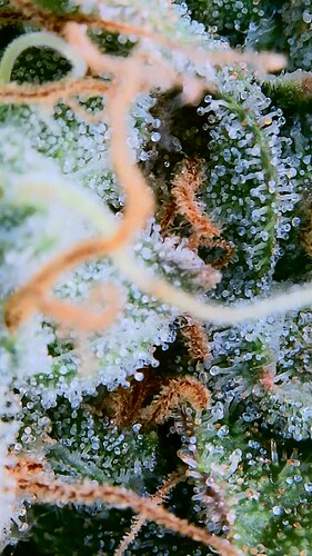 Growreport Bild 6