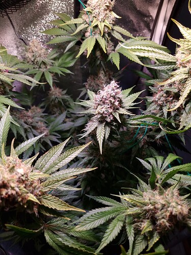 Growreport Bild 2