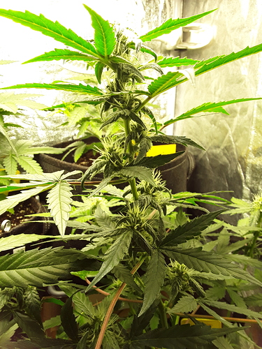 Growreport Bild 2