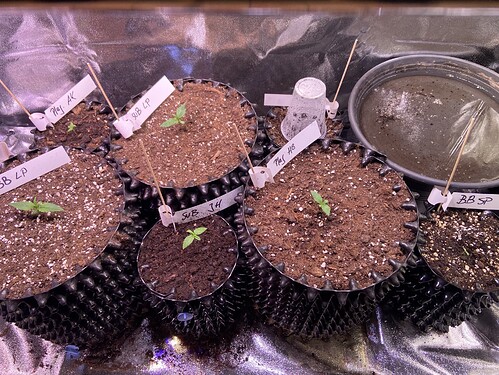 Growreport Bild 12