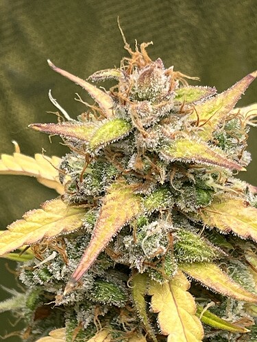 Growreport Bild 1