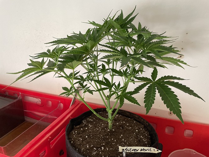 Growreport Bild 7