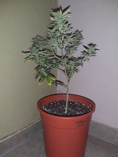 Growreport Bild 1