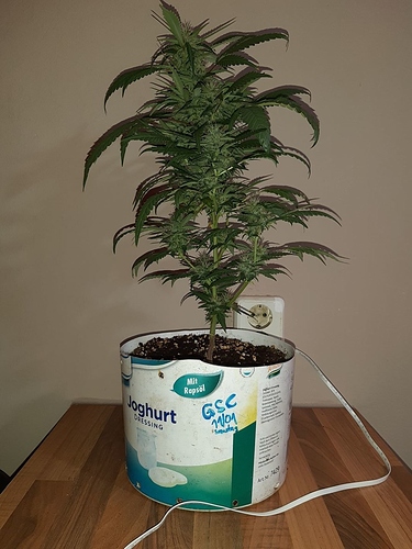 Growreport Bild 7