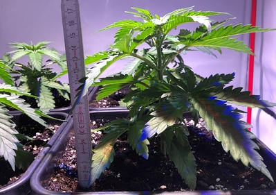 Growreport Bild 3
