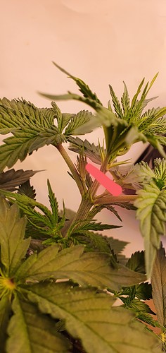 Growreport Bild 3