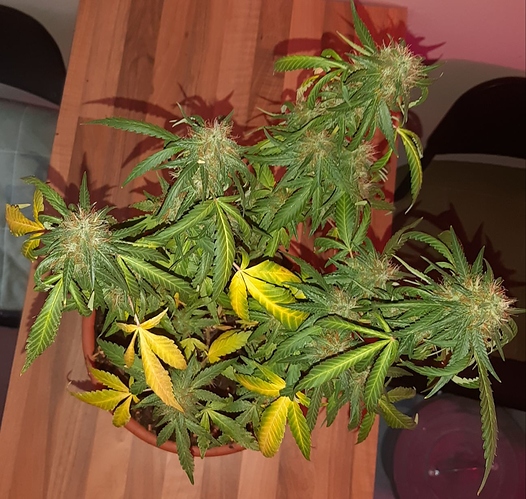 Growreport Bild 16