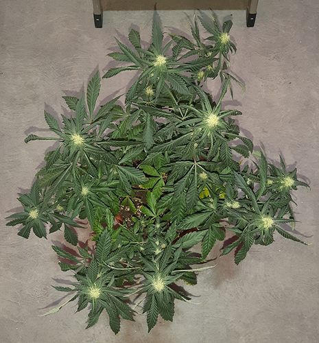 Growreport Bild 2