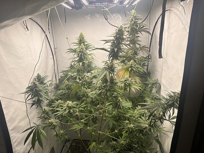 Growreport Bild 8