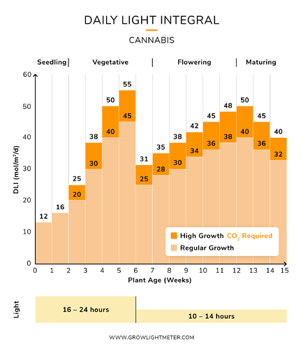 cannabis-dli-cycle-5