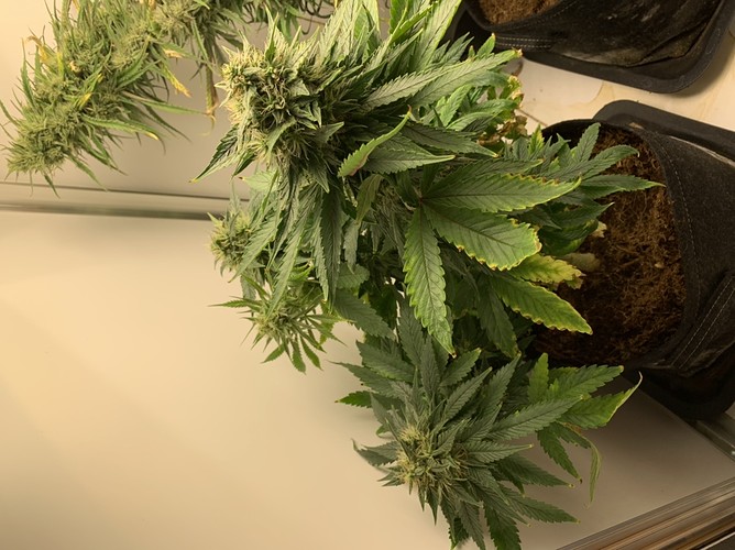 Growreport Bild 1