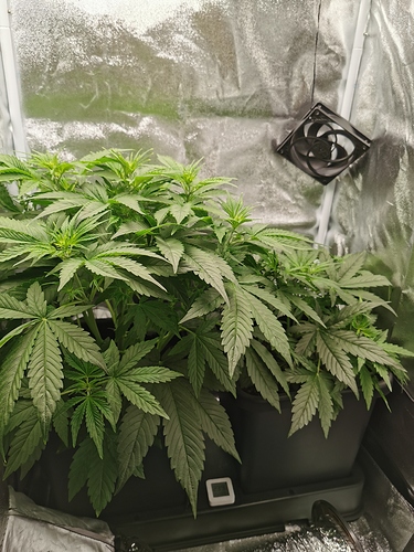 Growreport Bild 2