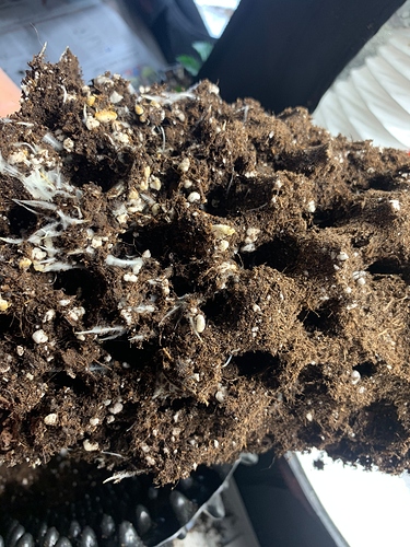 Growreport Bild 2