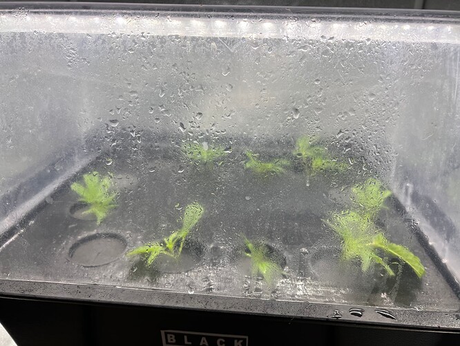 Growreport Bild 8