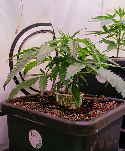 obscura1662029295609