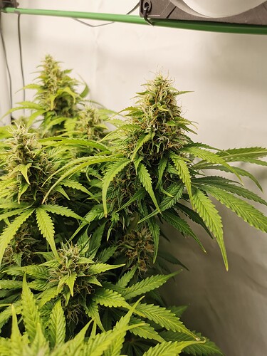 Growreport Bild 4