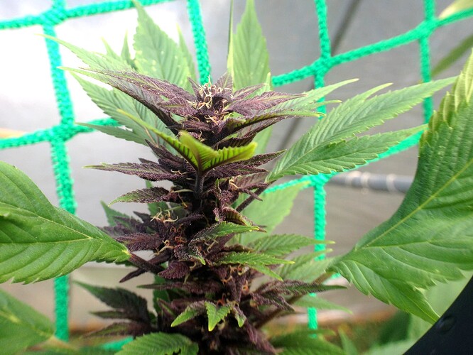 Growreport Bild 6