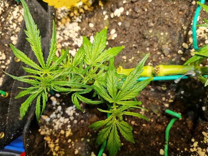 Growreport Bild 16