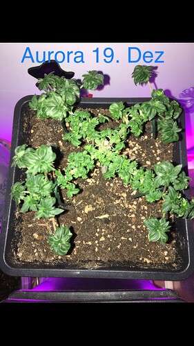 Growreport Bild 9