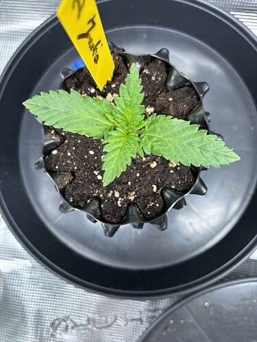 Growreport Bild 62
