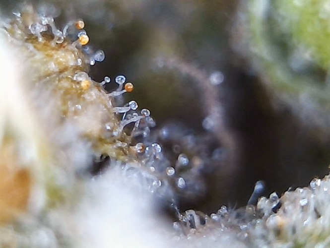 Growreport Bild 12