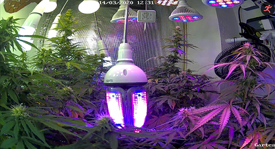 Growreport Bild 7