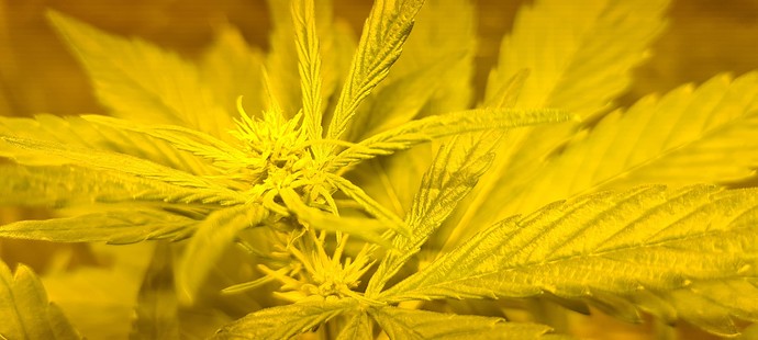 Growreport Bild 4