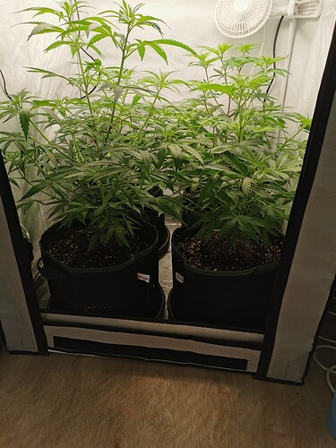 Growreport Bild 5