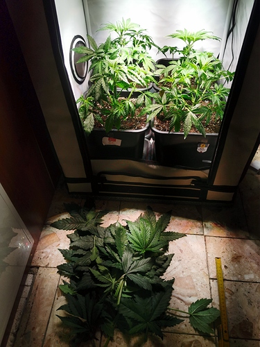 Growreport Bild 2