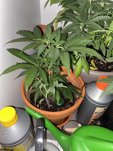 Growreport Bild 2