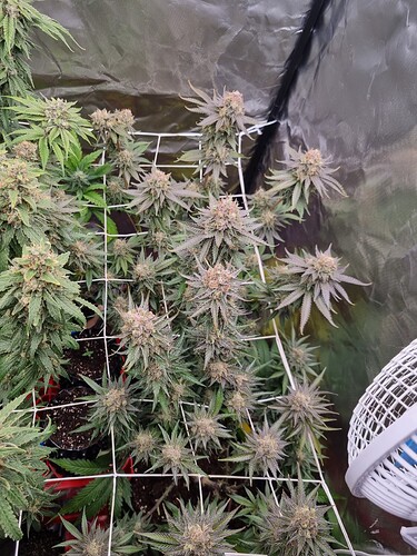 Growreport Bild 18