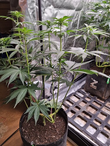 Growreport Bild 4