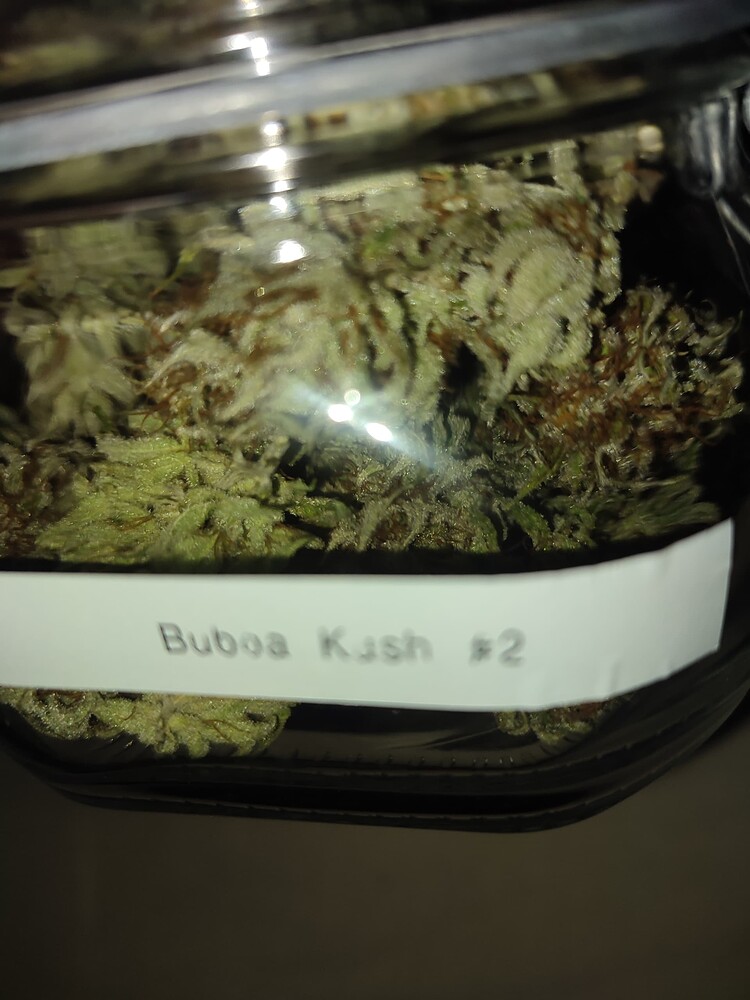 High Thc Grow, BF Mimosa x Orange Punch & Bubba kush