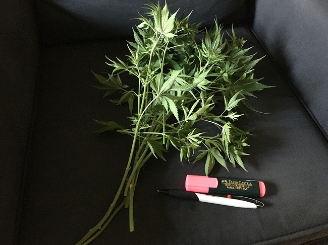 Growreport Bild 6