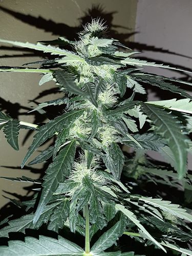Growreport Bild 20