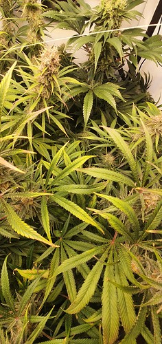 Growreport Bild 4