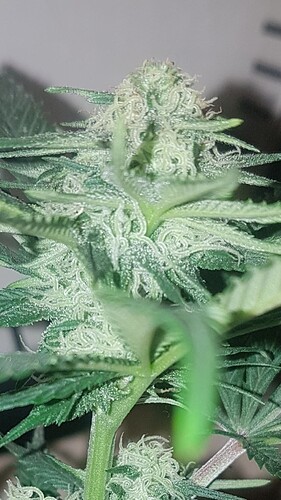 Growreport Bild 4