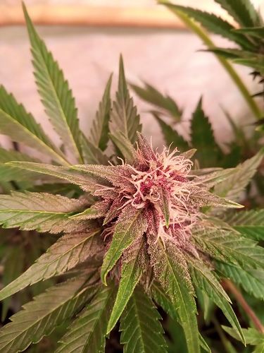 Growreport Bild 93