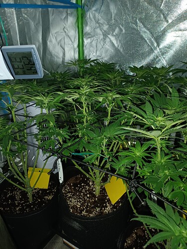 Growreport Bild 8