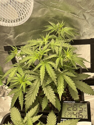 Growreport Bild 2
