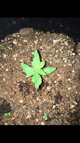 Growreport Bild 20