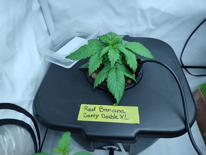 Growreport Bild 42