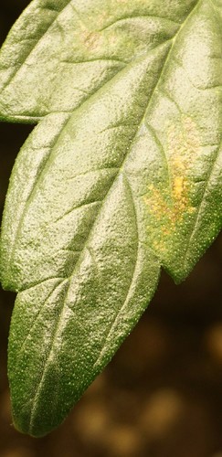 Growreport Bild 11