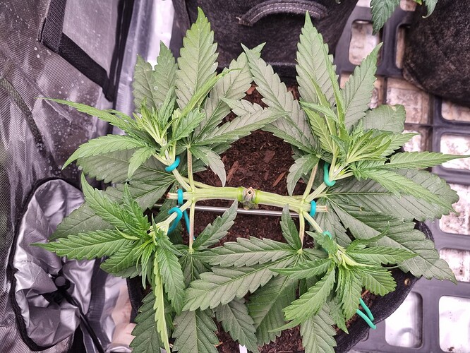 Growreport Bild 27
