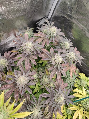 Growreport Bild 22
